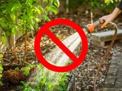 La méthode Fukuoka révolutionne votre potager : cultivez sans eau ! La méthode Fukuoka révolutionne votre potager : cultivez sans eau !