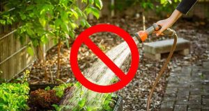 La méthode Fukuoka révolutionne votre potager : cultivez sans eau ! La méthode Fukuoka révolutionne votre potager : cultivez sans eau !