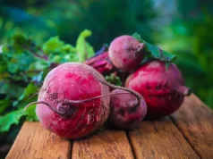 Les chercheurs révèlent pourquoi la betterave est à la fois bénéfique et nuisible Les chercheurs révèlent pourquoi la betterave est à la fois bénéfique et nuisible