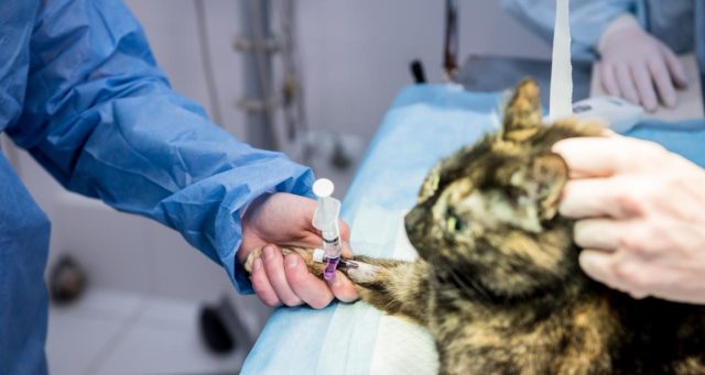 Combien de temps faut-il pour castrer un chat mâle ? Combien de temps faut-il pour castrer un chat mâle ?