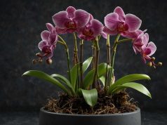 Peut-on couper les racines des orchidées qui sortent du pot ? Peut-on couper les racines des orchidées qui sortent du pot ?