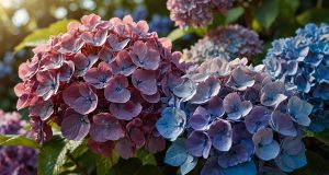 Les secrets pour des hortensias magnifiques dans votre jardin Les secrets pour des hortensias magnifiques dans votre jardin