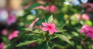 Une fleur rare du Japon refait surface après 30 ans d’absence Une fleur rare du Japon refait surface après 30 ans d'absence