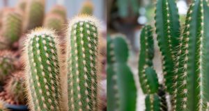 Voici comment savoir si votre cactus a besoin d’eau Voici comment savoir si votre cactus a besoin d'eau