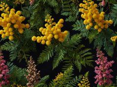 Tout savoir sur le mimosa : variétés, floraison et perte de feuilles Tout savoir sur le mimosa : variétés, floraison et perte de feuilles