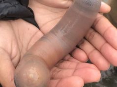 Les animaux aux formes surprenantes qui évoquent des pénis Les animaux aux formes surprenantes qui évoquent des pénis