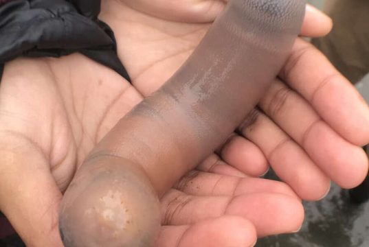 Les animaux aux formes surprenantes qui évoquent des pénis Les animaux aux formes surprenantes qui évoquent des pénis