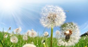 Recette ultra efficace de désherbant naturel pour éliminer les mauvaises herbes sur la terrasse Recette ultra efficace de désherbant naturel pour éliminer les mauvaises herbes sur la terrasse