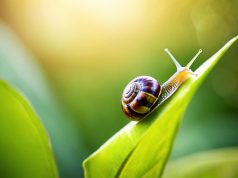 Les bienfaits de la bave d’escargot pour une peau éclatante Les bienfaits de la bave d'escargot pour une peau éclatante