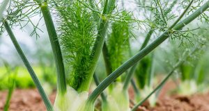 Les 5 vertus santé incontournables du fenouil Les 5 vertus santé incontournables du fenouil