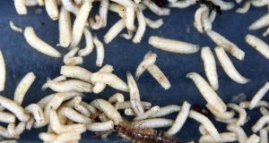 Des asticots dans votre poubelle : solutions efficaces et rapides Des asticots dans votre poubelle : solutions efficaces et rapides