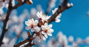 Astuces pratiques pour émonder facilement les amandes Astuces pratiques pour émonder facilement les amandes