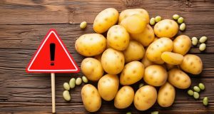 Légumes à éviter crus : attention aux pommes de terre et haricots ! Légumes à éviter crus : attention aux pommes de terre et haricots !