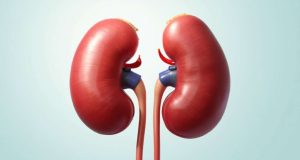 Peut-on vivre sans rein ? Découvrez les réponses des experts Peut-on vivre sans rein ? Découvrez les réponses des experts