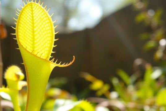 Comment bien s’occuper d’une plante carnivore : guide pratique Comment bien s'occuper d'une plante carnivore : guide pratique