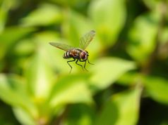 Découvrez pourquoi les mouches sont si habiles dans leur vol Découvrez pourquoi les mouches sont si habiles dans leur vol