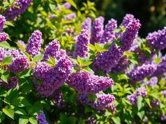 Lilas : découvrez deux astuces pour le conserver et le réutiliser toute l’année Lilas : découvrez deux astuces pour le conserver et le réutiliser toute l'année