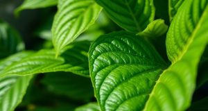 Les plantes possèdent-elles une forme d’intelligence ? Les plantes possèdent-elles une forme d'intelligence ?