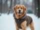 Protéger efficacement votre chien du froid : astuces et conseils essentiels Protéger efficacement votre chien du froid : astuces et conseils essentiels