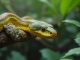 Découvrez les serpents fascinants de Guadeloupe Découvrez les serpents fascinants de Guadeloupe